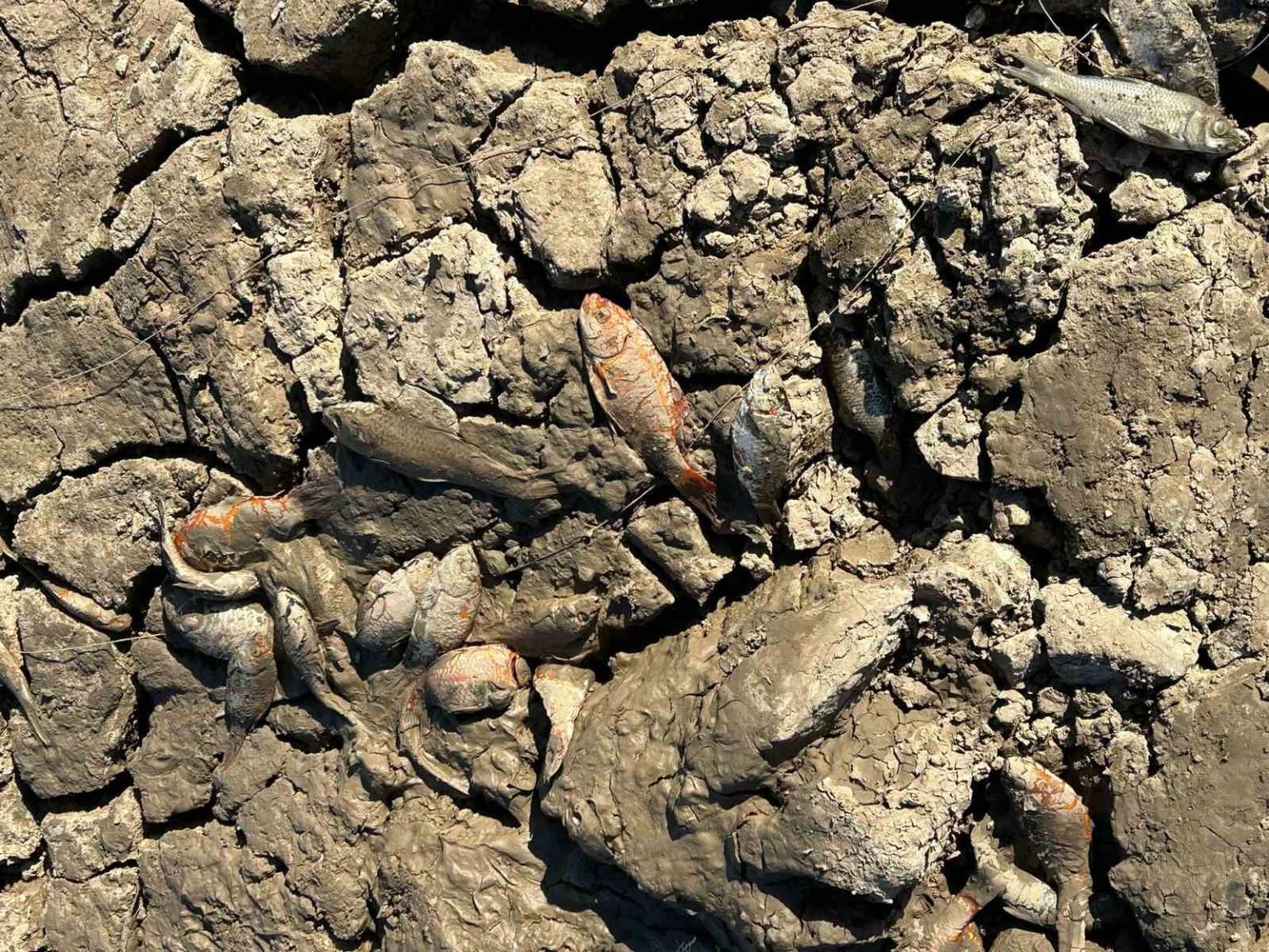 siirtte-balik-teleflerine-karsi-golete-150-tonluk-su-takviyesi