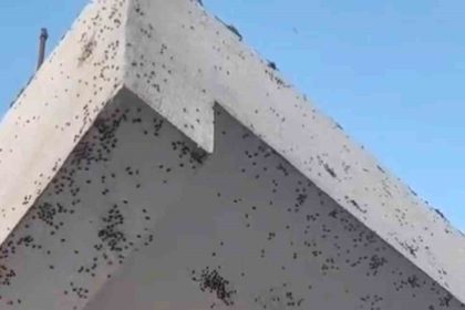 siirtte-bir-evin-dis-cephesini-sinekler-istila-etti