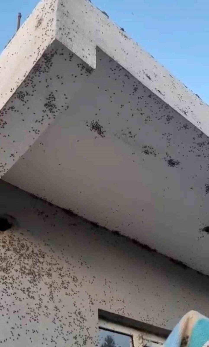 siirtte-bir-evin-dis-cephesini-sinekler-istila-etti