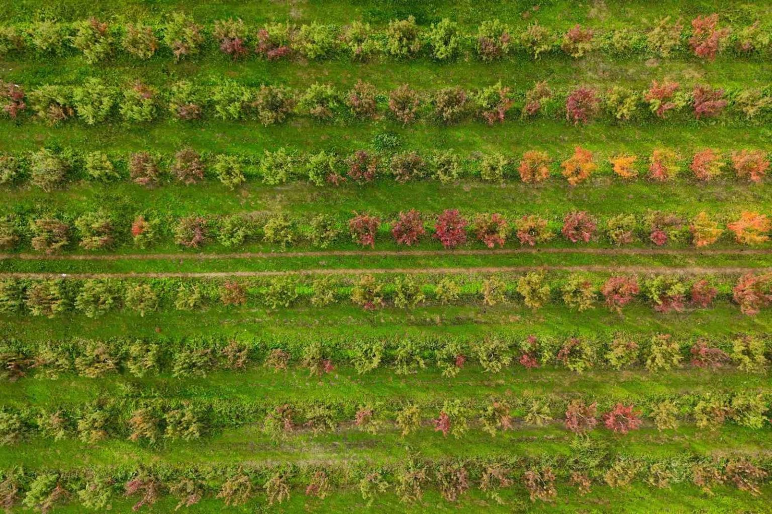 sonbaharin-renk-cumbusu-uludag-eteklerinde