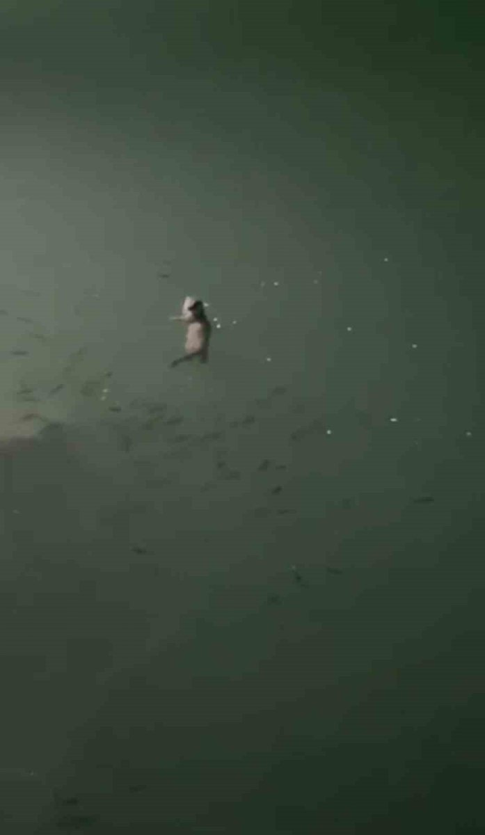 tuncelide-su-samuru-goruntulendi