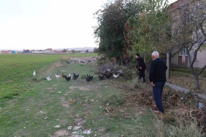 11-tavugu-kopeklerce-telef-edilen-mahalleli-hayvanlarini-korumak-icin-cobanlik-yapiyor