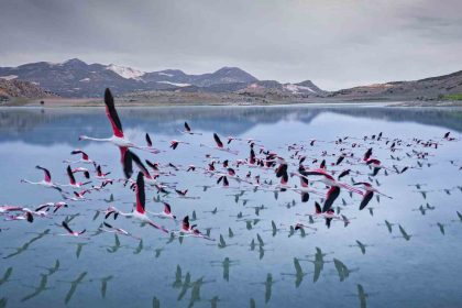 2-yil-onceye-kadar-flamingolari-agirlayan-golde-simdi-sadece-ayak-izleri-kaldi