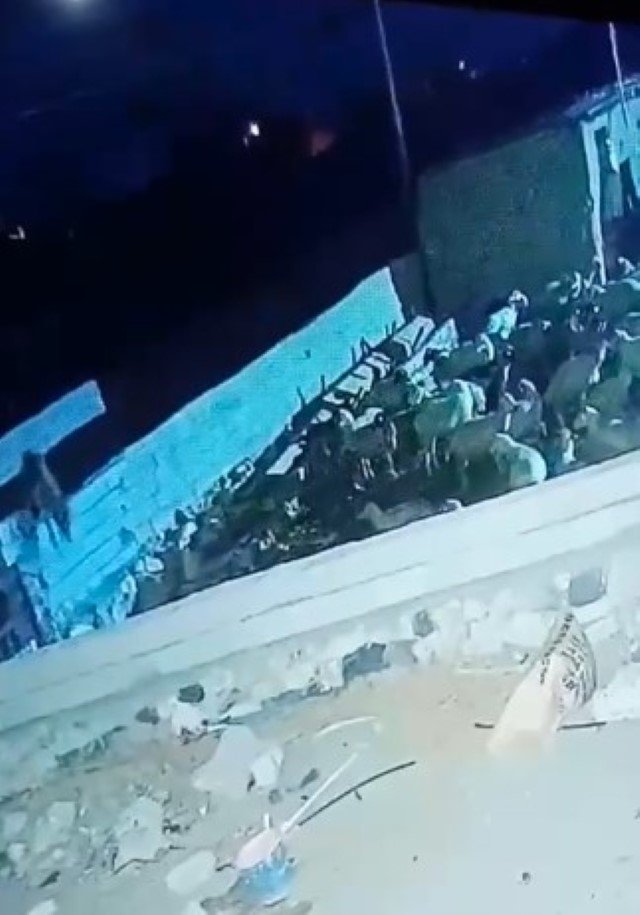 agila-giren-kurt-koyunu-telef-etti-o-anlar-kamerada