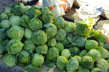 alucrada-lahana-hirsizligi-alarmi