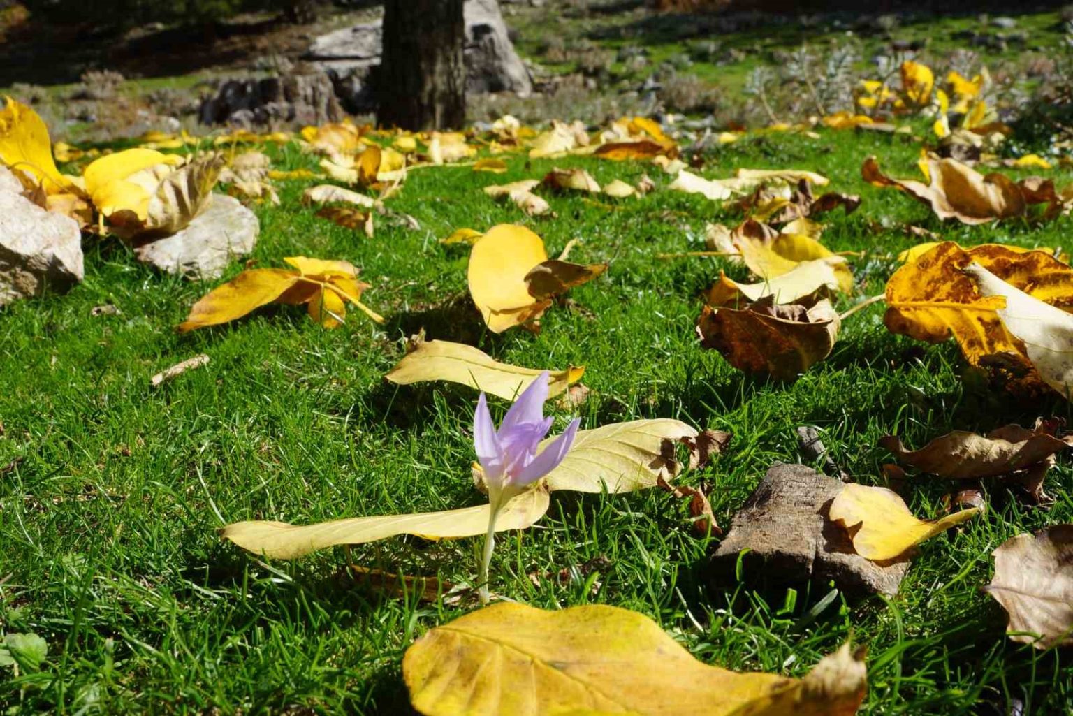 aydin-daglari-sonbahara-kucak-acti