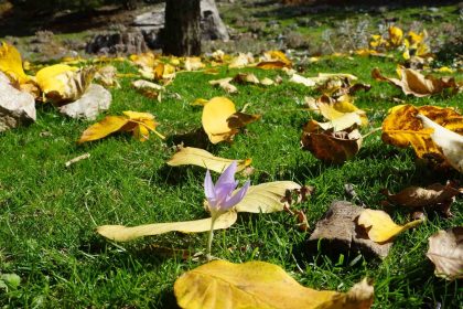 aydin-daglari-sonbahara-kucak-acti
