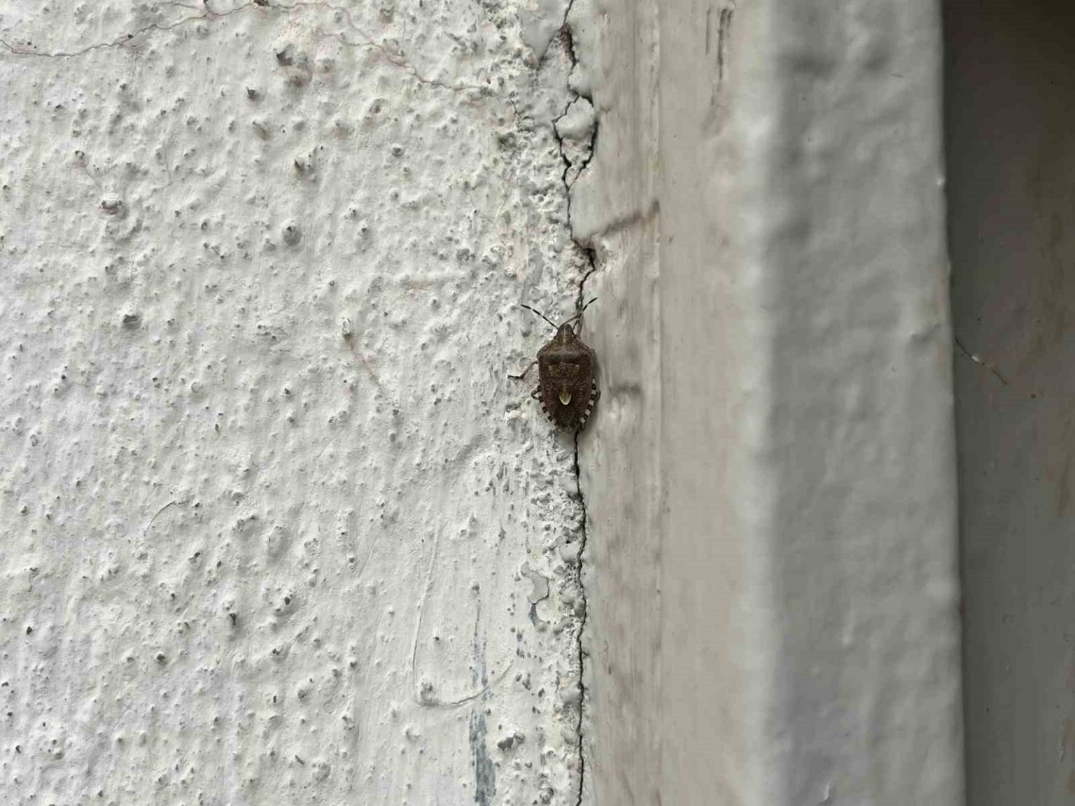 bayburtta-kokarca-bocegi-goruldu