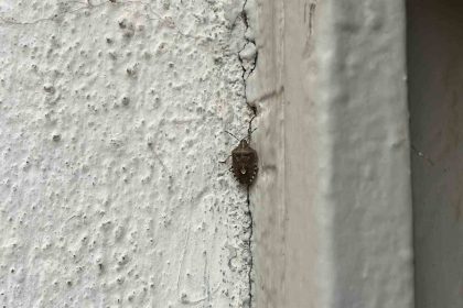 bayburtta-kokarca-bocegi-goruldu