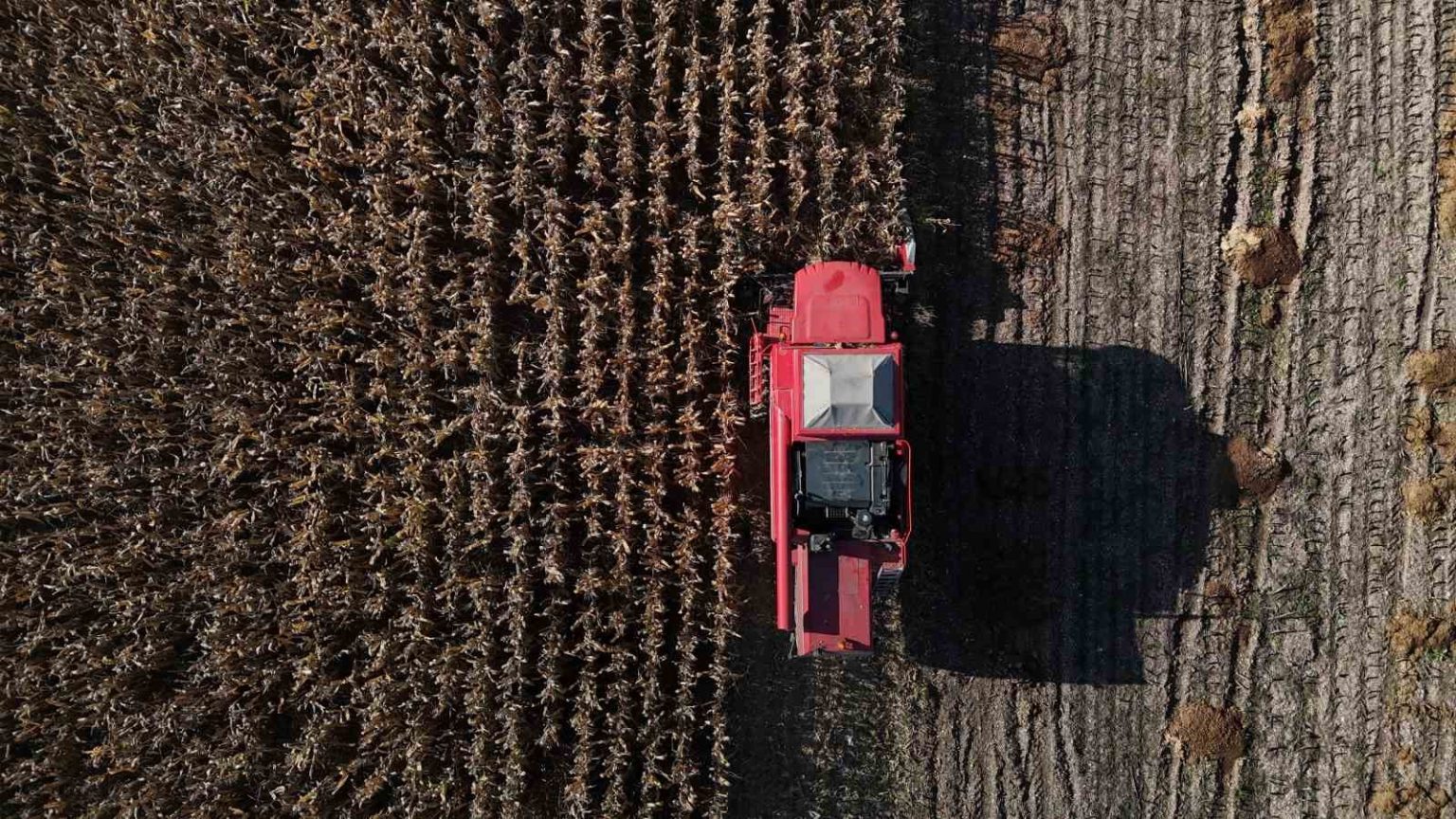 boluda-dane-misir-hasadi-basladi