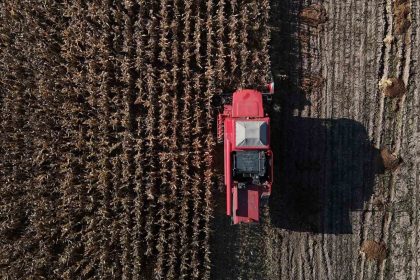 boluda-dane-misir-hasadi-basladi