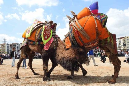 buldan-deve-gureslerine-sap-engeli