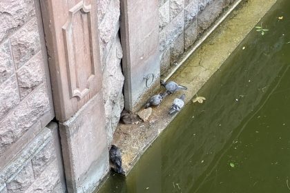 guvercinler-ve-fareler-yemeklerini-paylasti