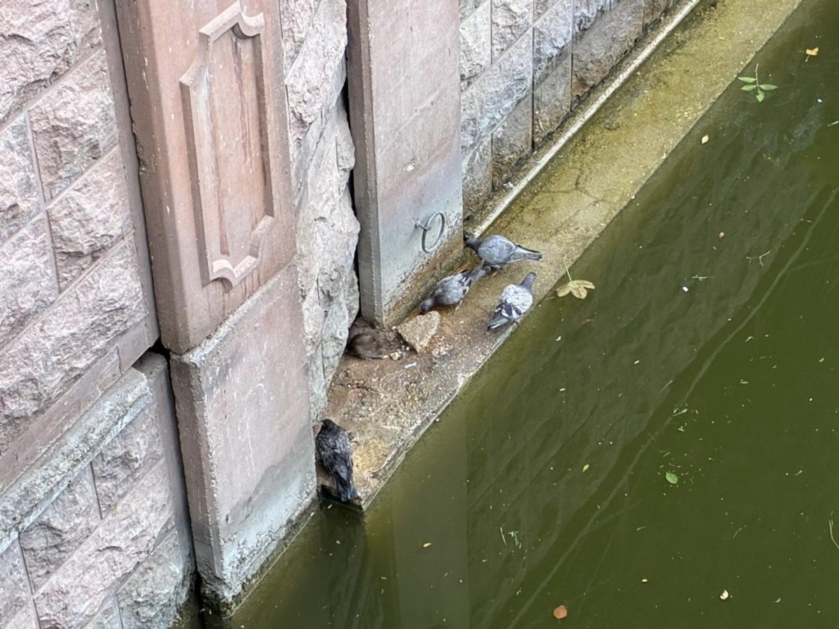 guvercinler-ve-fareler-yemeklerini-paylasti