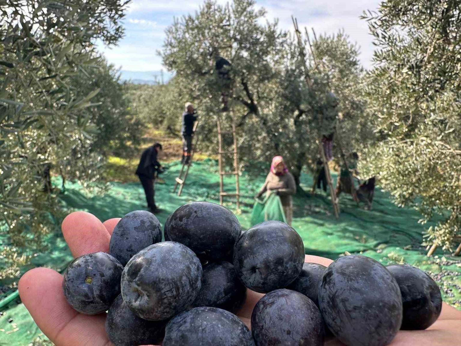 isvicre-sofralarini-susleyen-zeytinde-bu-yil-kalite-yuksek