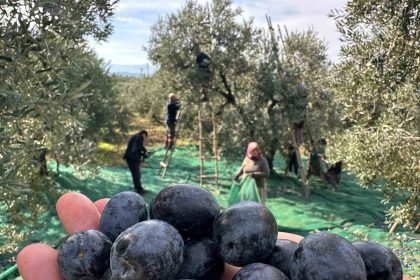 isvicre-sofralarini-susleyen-zeytinde-bu-yil-kalite-yuksek