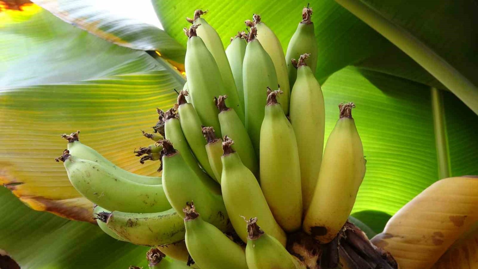 karadenizde-muz-ve-mango-yetisiyor