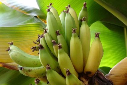 karadenizde-muz-ve-mango-yetisiyor