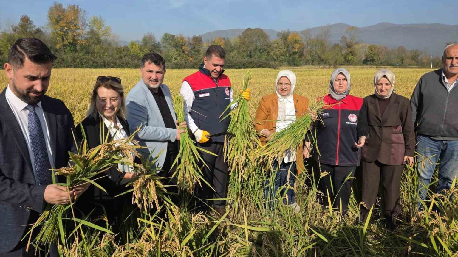 konuralp-pirincinde-damlama-sulama-bereketi