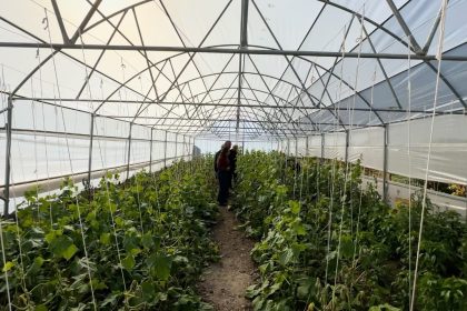 koye-donus-projesi-cercevesinde-kurulan-seralar-sayesinde-bosaltilan-koyler-yeniden-hayat-buldu