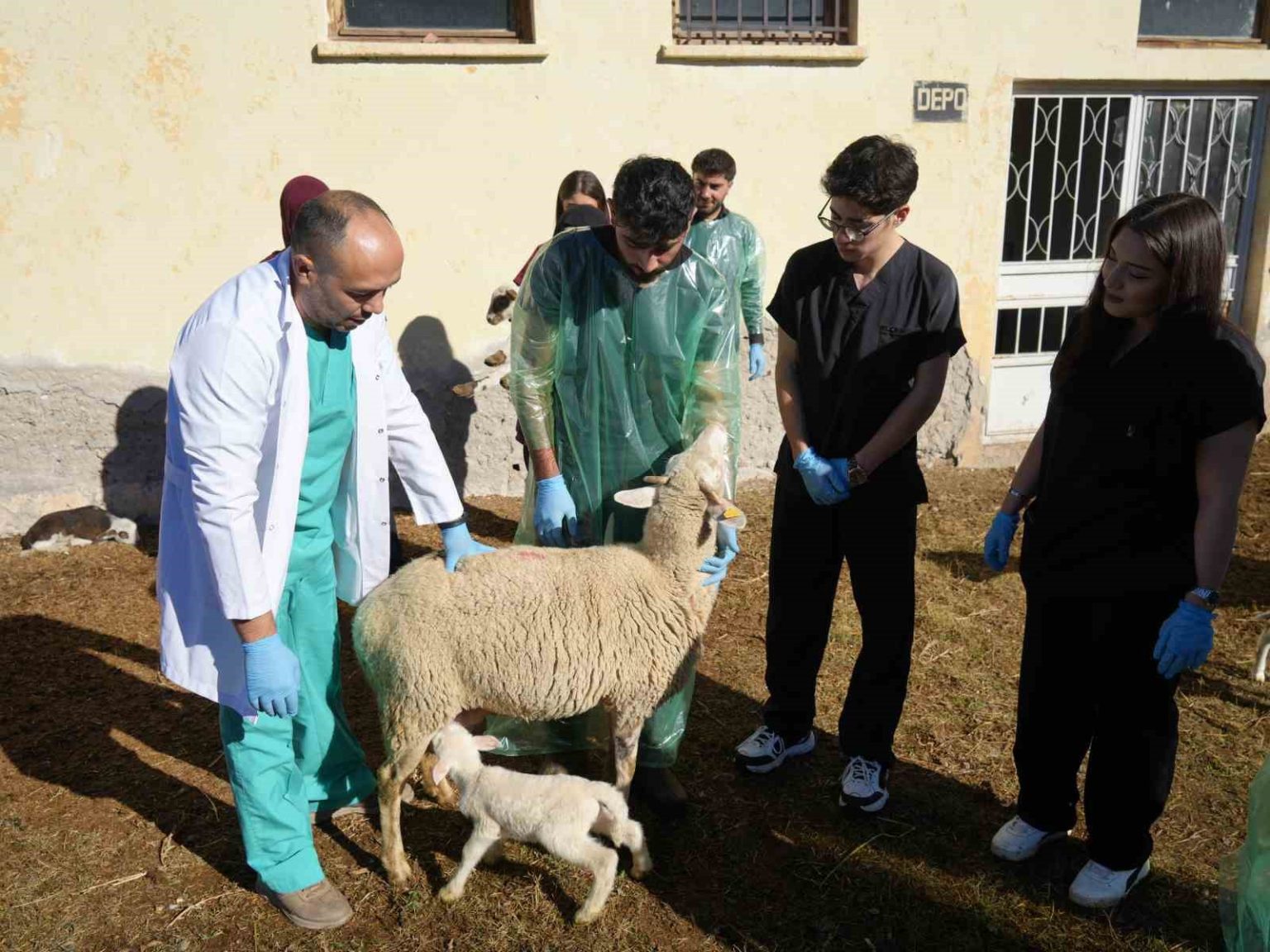 kucukbas-hayvanciliga-akademik-dokunus-13-koyun-24-sut-kuzusu-dogurdu