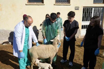 kucukbas-hayvanciliga-akademik-dokunus-13-koyun-24-sut-kuzusu-dogurdu