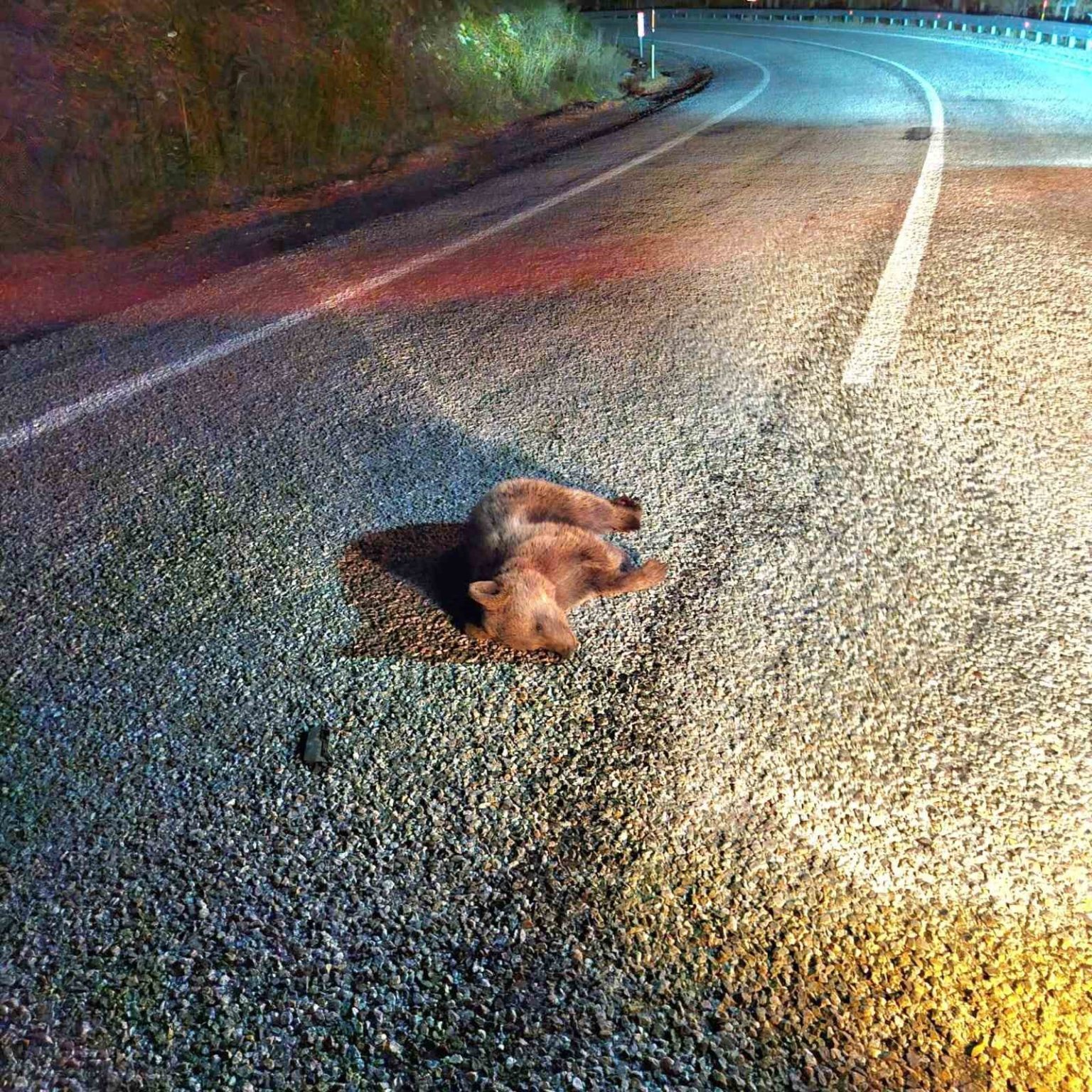 kutahyada-yavru-ayi-kara-yolunda-telef-oldu