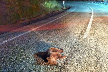 kutahyada-yavru-ayi-kara-yolunda-telef-oldu