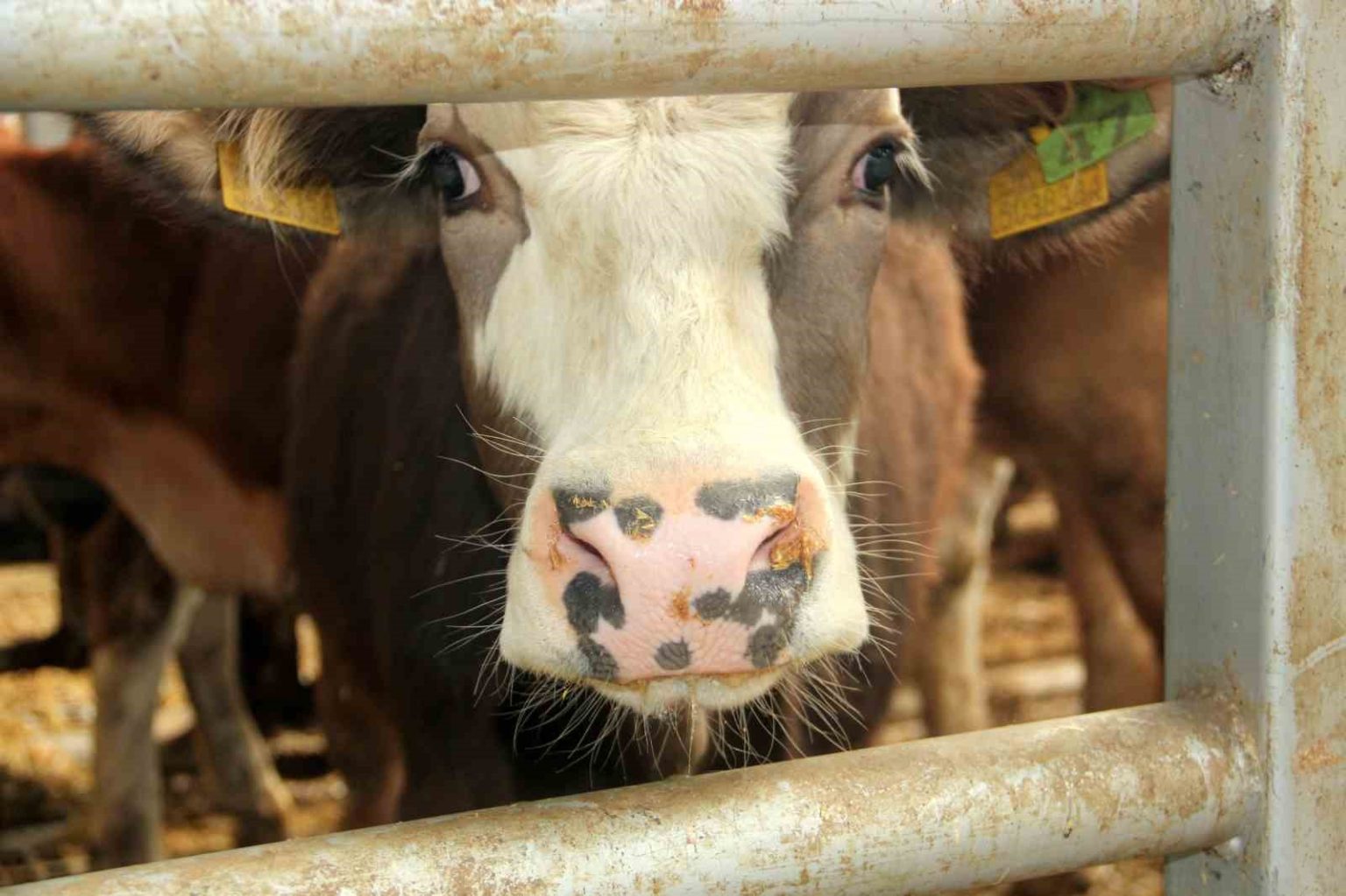 mudurnuda-sap-nedeniyle-18-koy-ve-4-mahalle-karantinaya-alindi