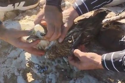 sanliurfada-yarali-halde-bulunan-kizil-sahin-jandarmaya-teslim-edildi