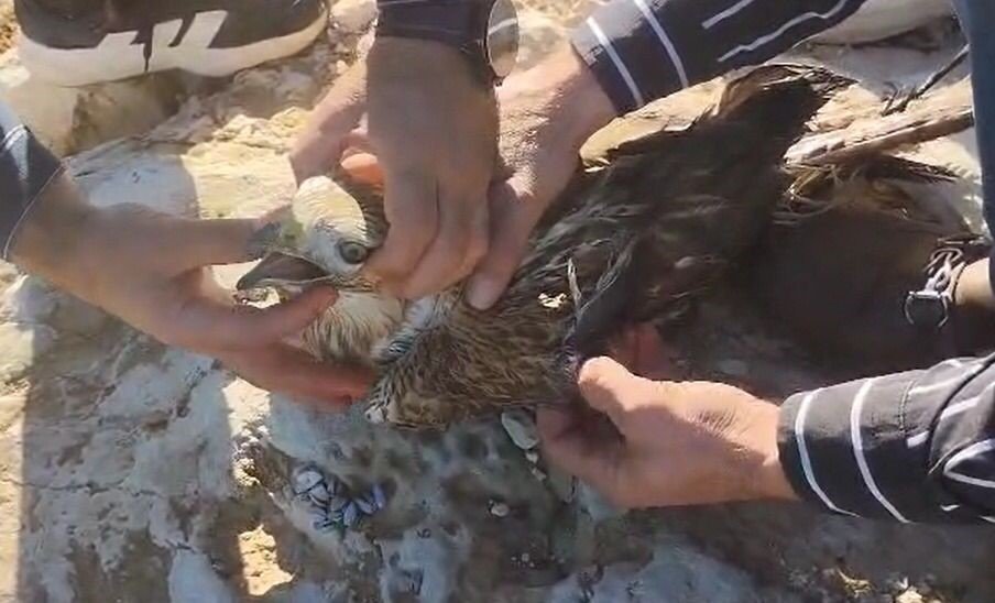 sanliurfada-yarali-halde-bulunan-kizil-sahin-jandarmaya-teslim-edildi