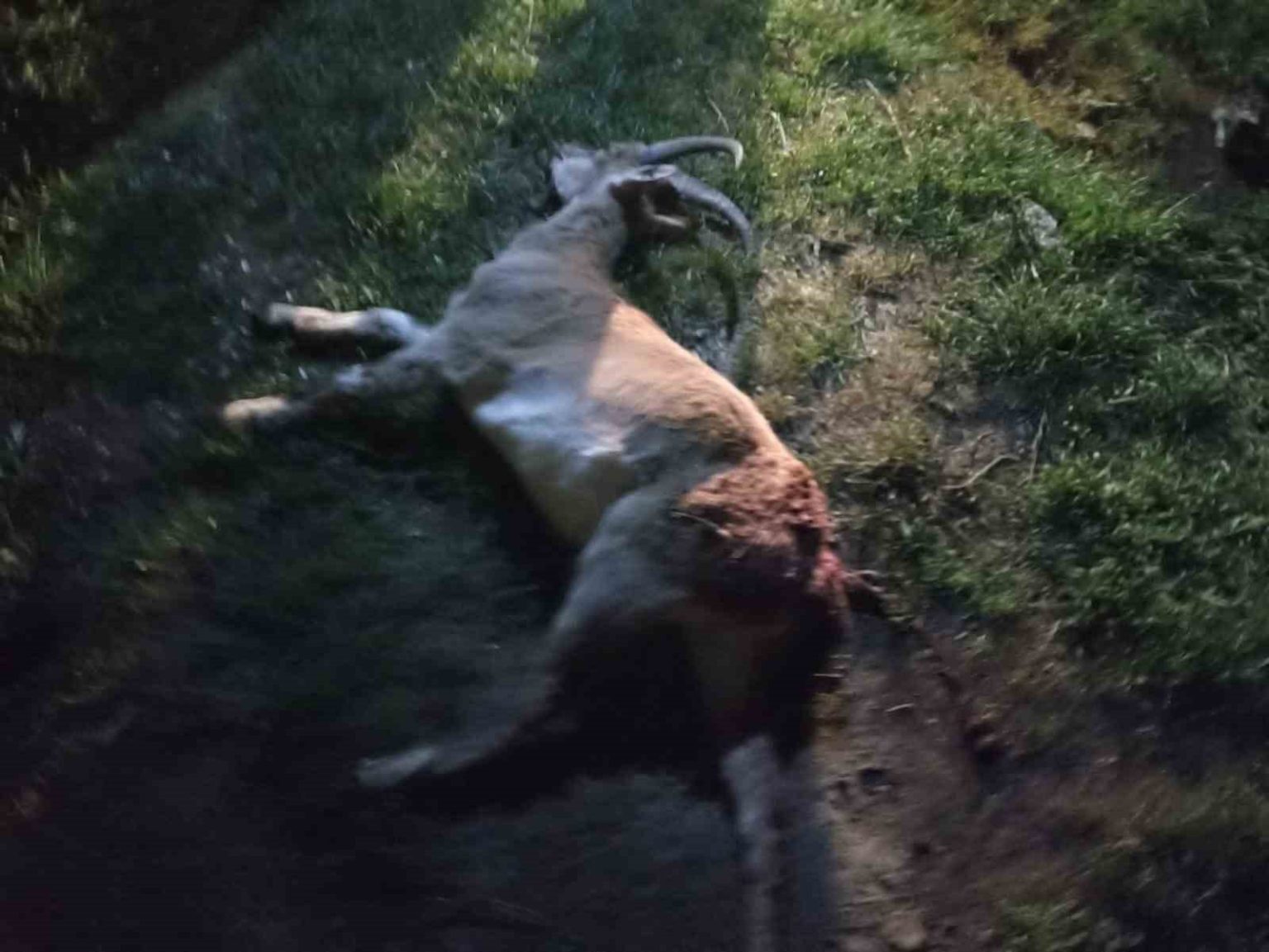 seydisehirde-kacak-yaban-kecisi-avina-1-milyon-880-bin-tl-ceza