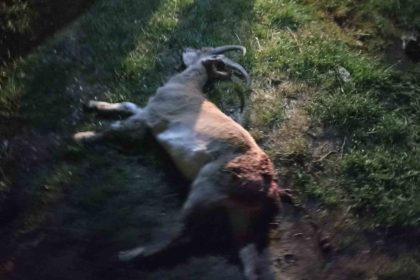 seydisehirde-kacak-yaban-kecisi-avina-1-milyon-880-bin-tl-ceza