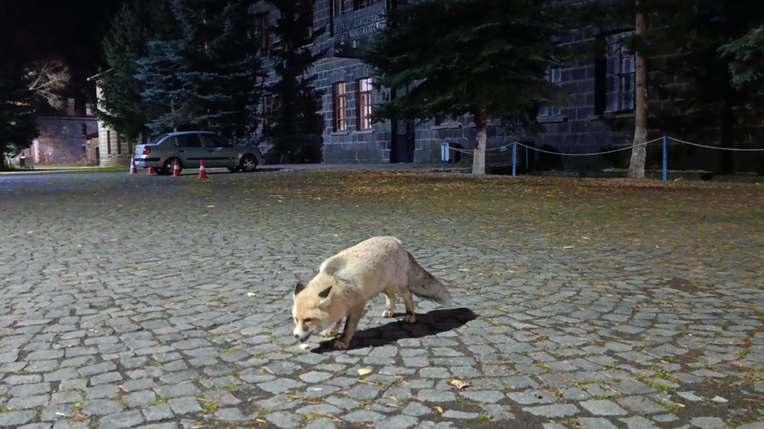 tilkiyi-biskuvi-ile-besledi-o-anlari-kayda-aldi