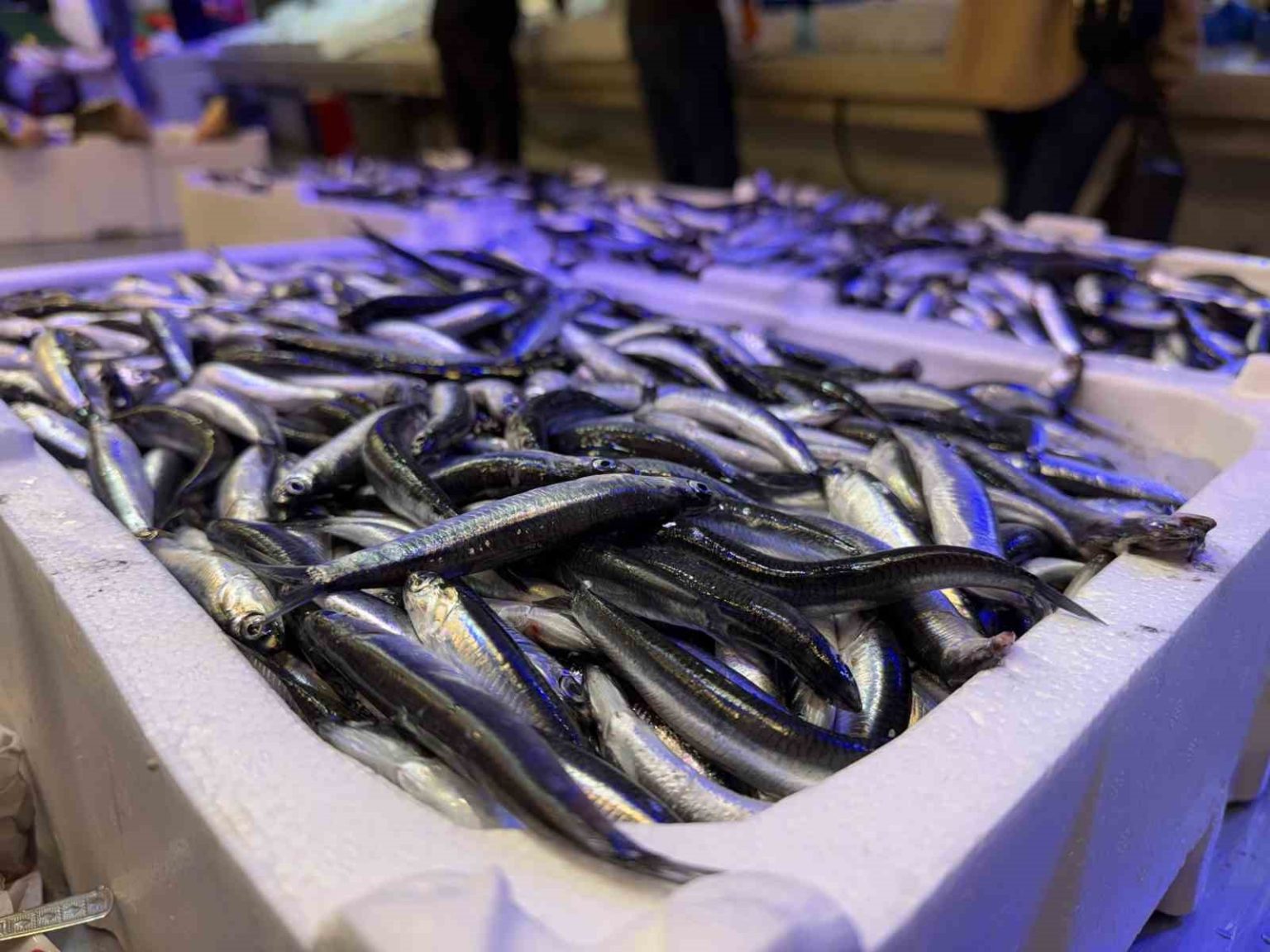 trabzondan-gelen-taze-baliklar-erzincanda-ilgi-goruyor