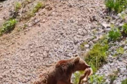 tuncelide-ayinin-avi-dron-ile-goruntulendi