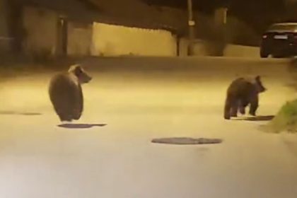 yolda-kosan-ayilar-kamerada