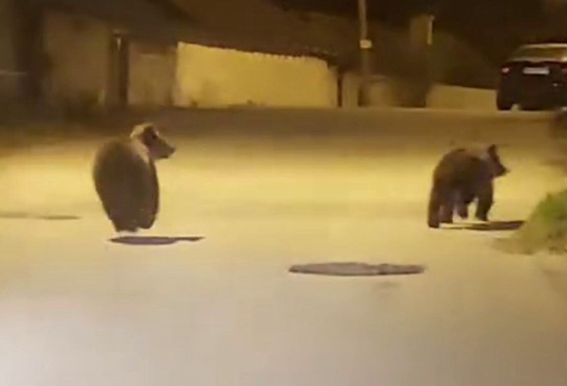 yolda-kosan-ayilar-kamerada