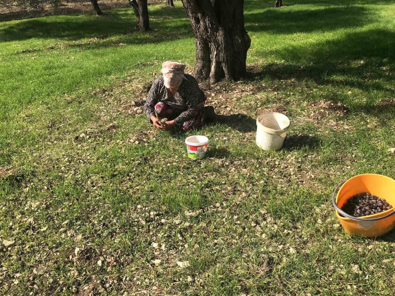 zeytinin-en-dogal-hali-karaburun-furma-zeytini-hasadi-basladi