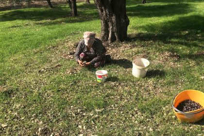 zeytinin-en-dogal-hali-karaburun-furma-zeytini-hasadi-basladi