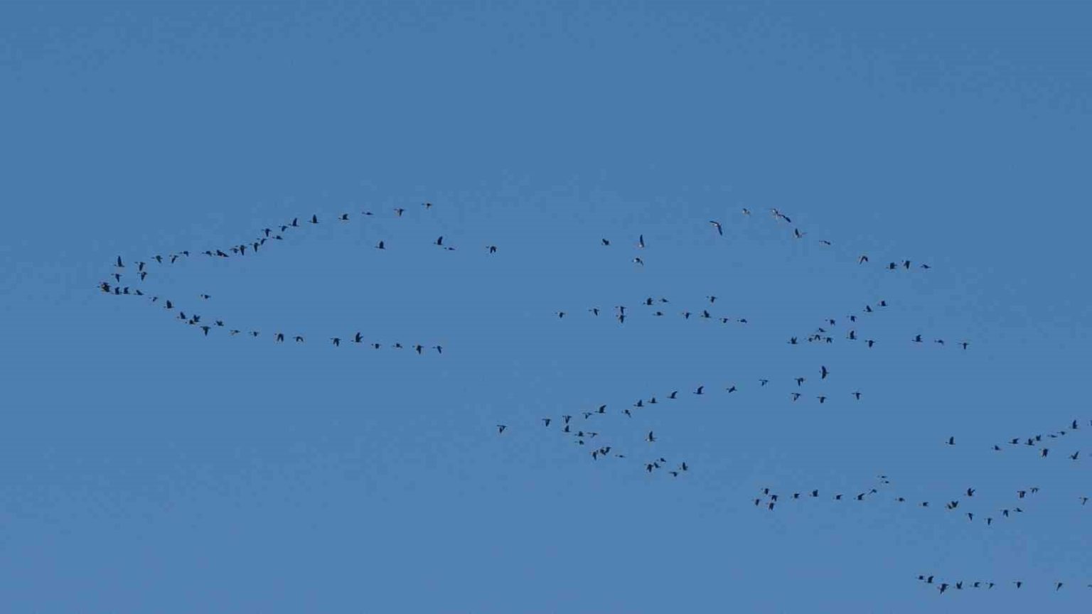 zorlu-gocun-duragi-ercek-golu