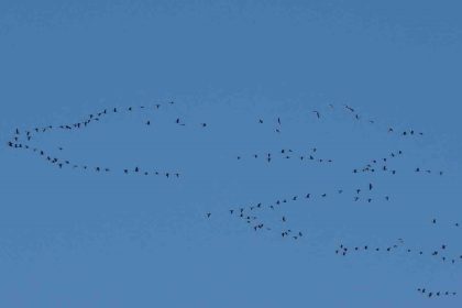 zorlu-gocun-duragi-ercek-golu