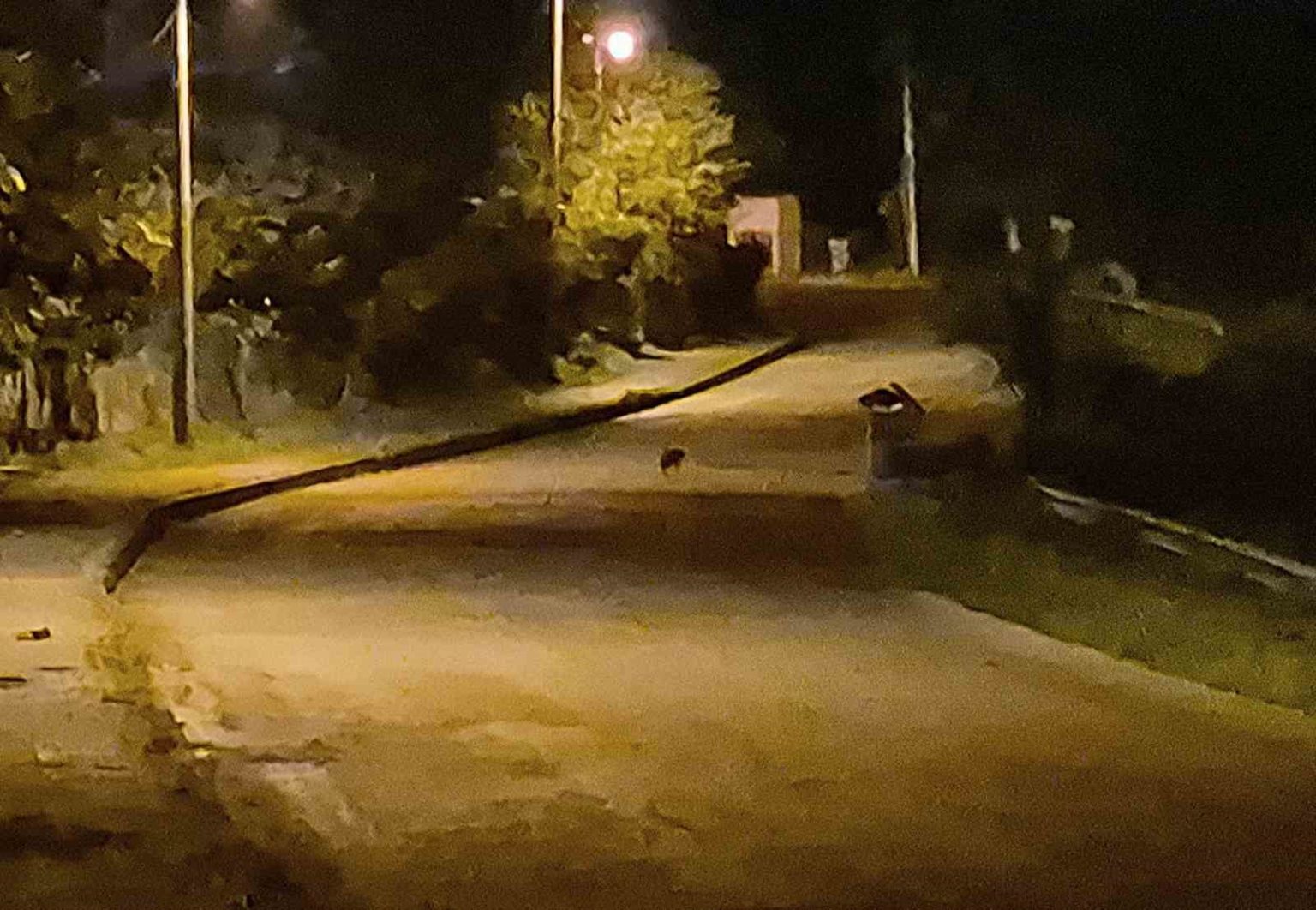 ac-kalan-cakal-yavrulari-bartin-sehir-merkezinde-goruntulendi