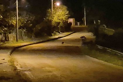 ac-kalan-cakal-yavrulari-bartin-sehir-merkezinde-goruntulendi