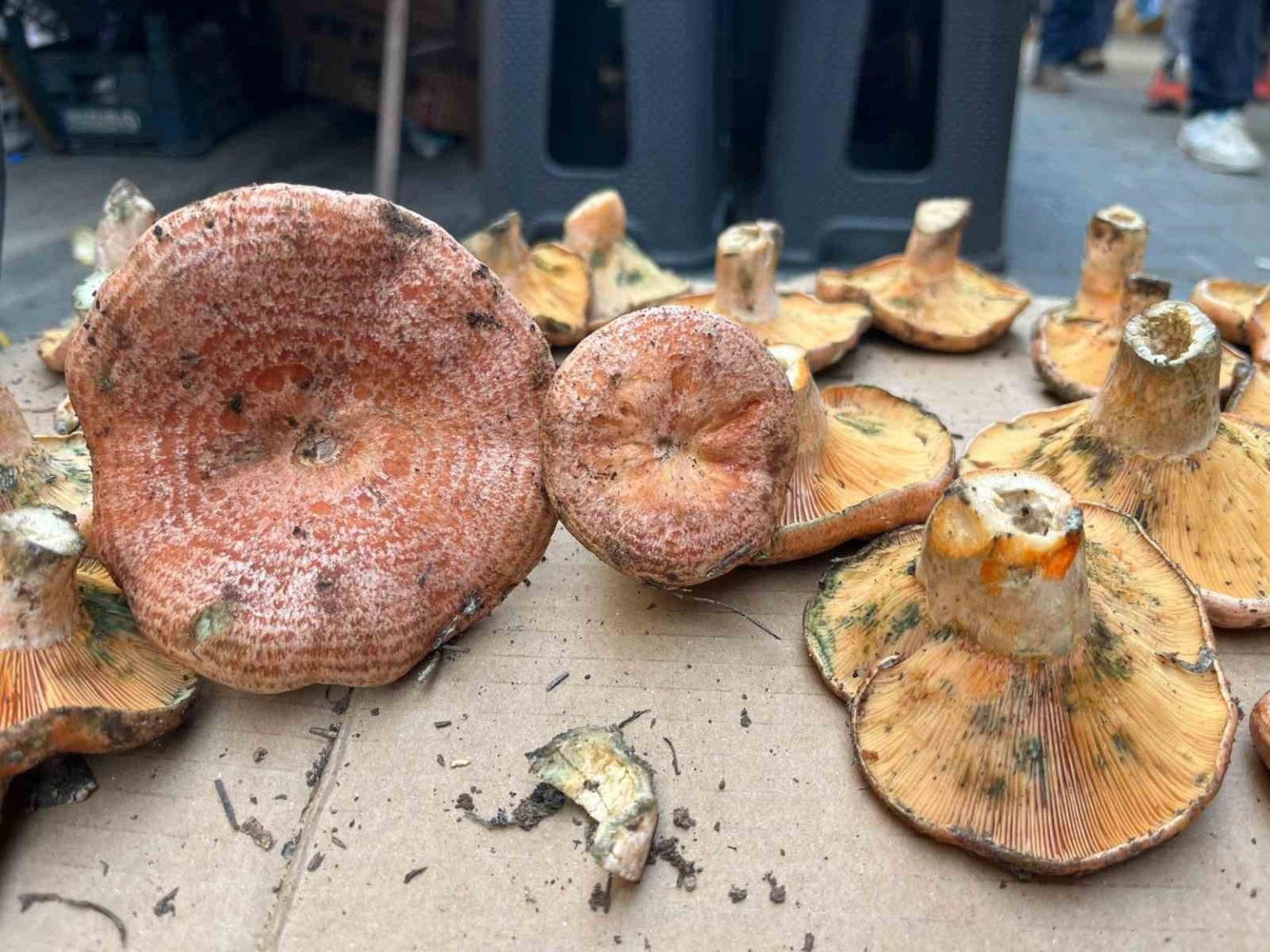 aydinda-cintar-cikti-kilosu-500-tl