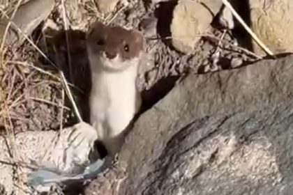 beyaz-gelincik-sehir-merkezinde-goruntulendi