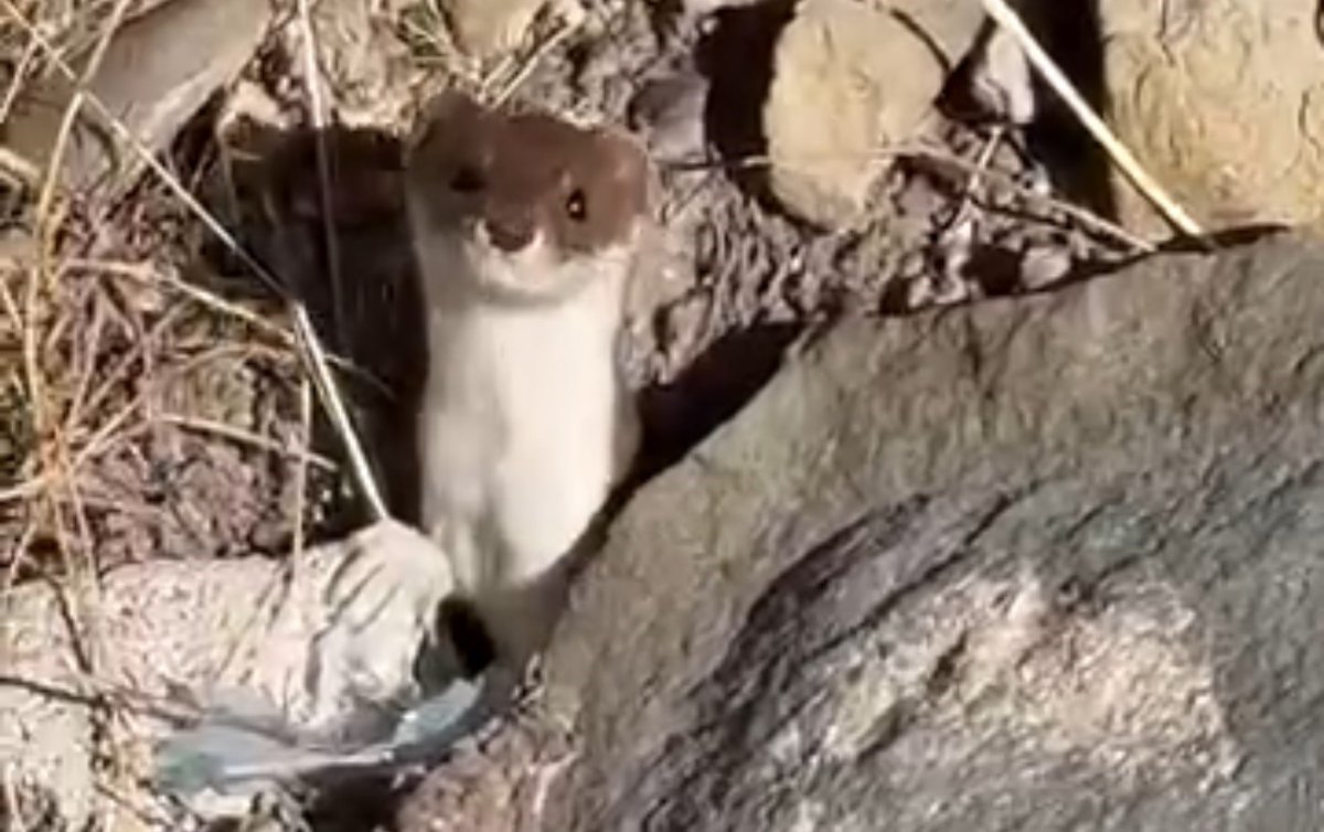 beyaz-gelincik-sehir-merkezinde-goruntulendi