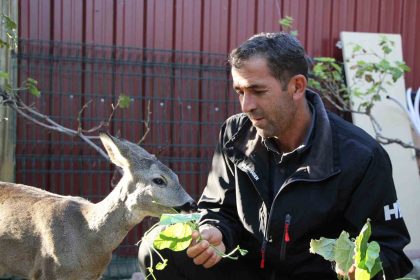 canakkalede-yangindan-kacan-karaca-koyun-maskotu-oldu