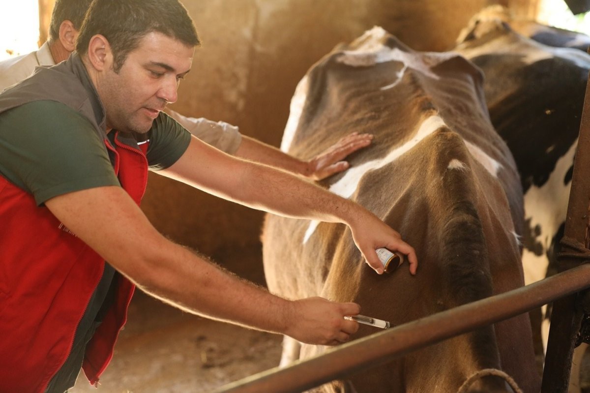 denizlide-251-bin-hayvan-sap-hastaligina-karsi-asilandi