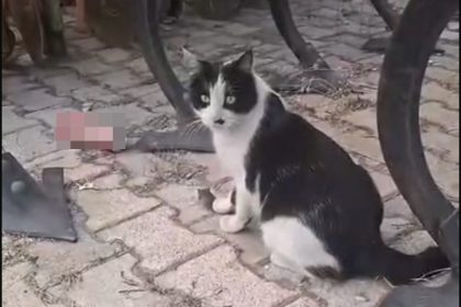 elazigda-yakaladigi-fareyle-oynayan-kedi-kamerada